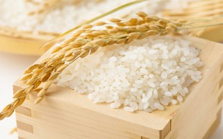 Giá lúa gạo hôm nay ngày 28/10: Giá lúa tăng nhẹ 50 đồng